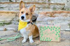 Pure Earth Pets Eco Friendly Dog Box