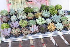 monthly succulent club The Succulent Source | Succulent of the Month Club