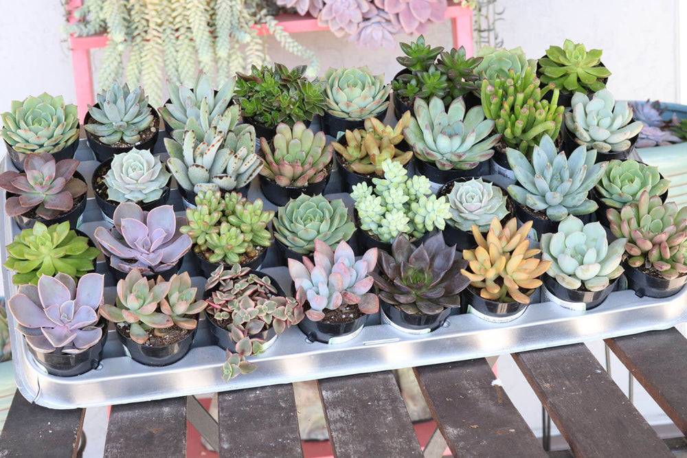 little sleepies succulents The Succulent Source | Succulent of the Month Club