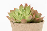 Unique Succulent Subscription For Plant Lovers 🪴