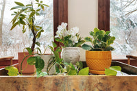 Olivewood Holm Decor