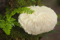 a picture of the Lion's Mane mushroom growing from the side of a tree. A green fern grows next to the mushroom. 
