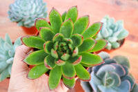 Monthly Succulents by Succy Crafts