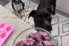 This image is of a black dog standing in front of a bowl of purple frozen treats. There is a silicone dish on the side.