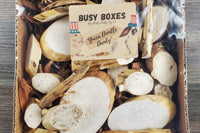 Busy Box