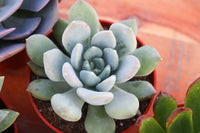 Monthly Succulents by Succy Crafts