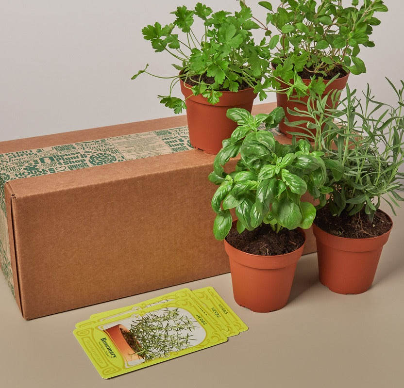 Simple Monthly House Plant Subscription Box Cratejoy