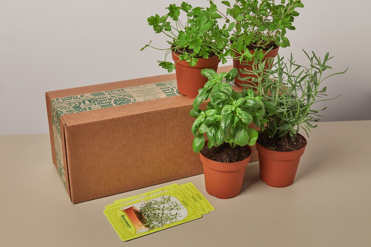 house plant subscription box Simple Monthly House Plant Subscription Box