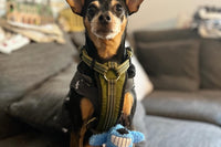 Pup and Pawrent Box