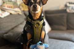 Pup and Pawrent Box
