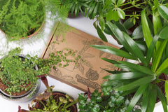 Monthly Tropical Houseplant Seed Subscription Box.