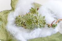 Unique Succulent Subscription For Plant Lovers 🪴