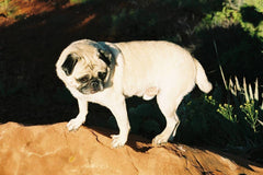Vinny the Pug atop Mt. Sedona. This authentic photograph is of Vinny the Pug atop a boulder in Sedona, Arizona. 