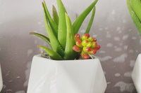 DIY Succulent Kit by Soleil Succulents