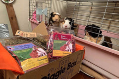 Piggie Box