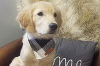 Pet Bandanas, Personalized,  Each Month with Unique, Seasonal Themes