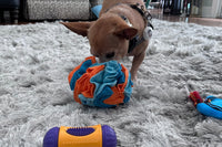 A picture of a small dog using an engaging toy. The dog is taking treats out of a snuffle ball by using his nose.