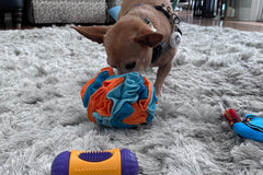 A picture of a small dog using an engaging toy. The dog is taking treats out of a snuffle ball by using his nose.