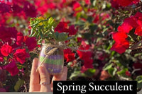 DIY Seasonal Succulent Kits