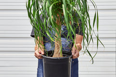 The subscription box showcases a diverse array of houseplant species, ensuring that subscribers get to experience a wide range of plants, fr