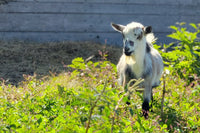 Picture of our Nigerian Dwarf buck goat, Merlin, standing in tall green weeds. Merlin is a pretty black, tan, roan boy goat with blue eyes.