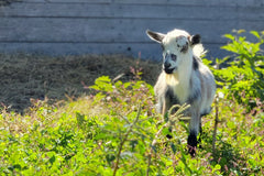 Picture of our Nigerian Dwarf buck goat, Merlin, standing in tall green weeds. Merlin is a pretty black, tan, roan boy goat with blue eyes.