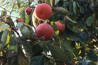 Fresh Organic Fruit from California Orchard - "Season's Best" Fruit Subscription Box – 10lbs
