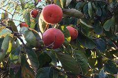 Fresh Organic Fruit from California Orchard - "Season's Best" Fruit Subscription Box – 10lbs