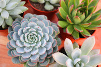 Monthly Succulents by Succy Crafts