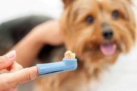 Small dog with a finger tooth brush. Tooth brush makes it easy for owners to keep their dogs dental hygiene in good shape. 