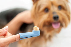 Small dog with a finger tooth brush. Tooth brush makes it easy for owners to keep their dogs dental hygiene in good shape. 