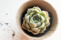 Unique Succulent Subscription For Plant Lovers 🪴