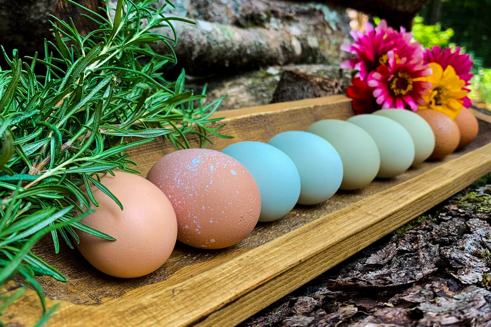 Monthly Surprise Chicken Hatching Egg Subscription