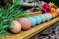 Monthly Surprise Chicken Hatching Egg Subscription