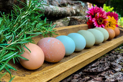 Monthly Surprise Chicken Hatching Egg Subscription
