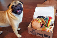 Premium Pug Box