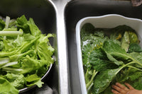 Seed Samplers