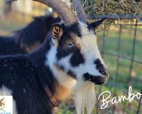 Goat Milk Soap & Lotion of the Month