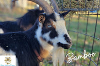 Goat Milk Soap & Lotion of the Month