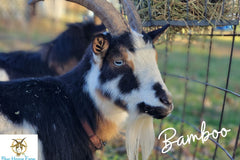 Goat Milk Soap & Lotion of the Month