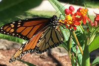 Female monarch butterfly on tropical milkweed, home garden, Austin Texas, photo credit to Stephanie Facey