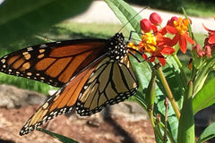 Female monarch butterfly on tropical milkweed, home garden, Austin Texas, photo credit to Stephanie Facey