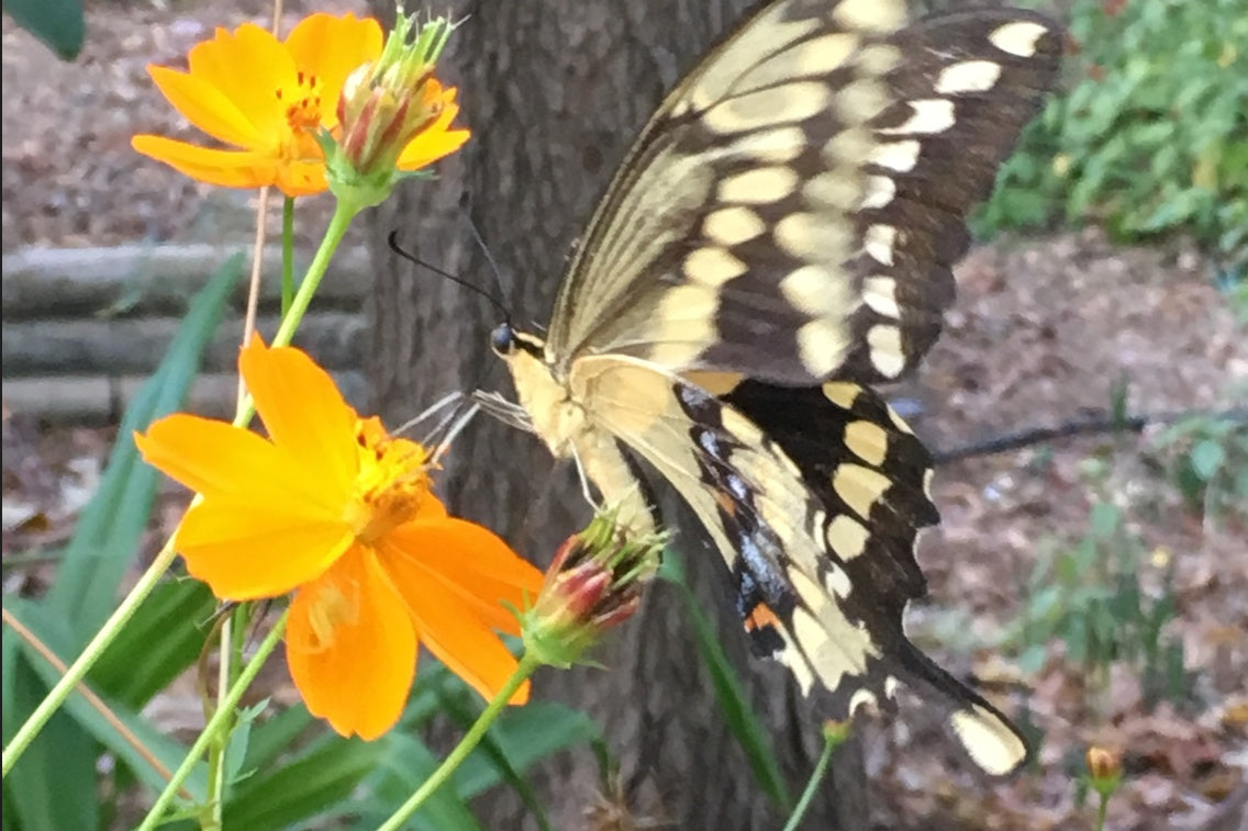 Giant Swallowtail butterfly on sulphur cosmos, home garden, Austin Texas, photo credit to Stephanie Facey