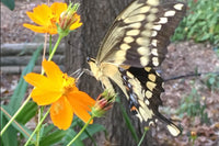 Giant Swallowtail butterfly on sulphur cosmos, home garden, Austin Texas, photo credit to Stephanie Facey