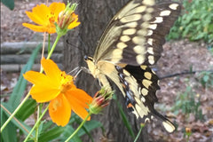 Giant Swallowtail butterfly on sulphur cosmos, home garden, Austin Texas, photo credit to Stephanie Facey