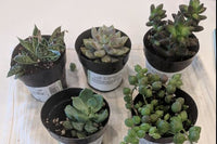 Succulents of the Month