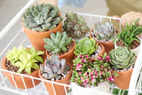 monthly subscription for plants, live plants subscription, subscription boxes, monthly subscription boxes, subscription boxes for women