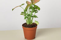 In the spring, as nature awakens, your House Plant Specialty Box will be brimming with fresh herbs. Imagine aromatic basil, vibrant mint, an