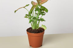 In the spring, as nature awakens, your House Plant Specialty Box will be brimming with fresh herbs. Imagine aromatic basil, vibrant mint, an