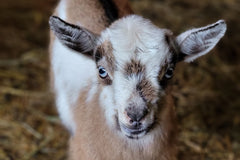 Picture of a beautiful red and white baby goat with blue eyes looking directly into the camera. Baby goat looks like she's smiling.